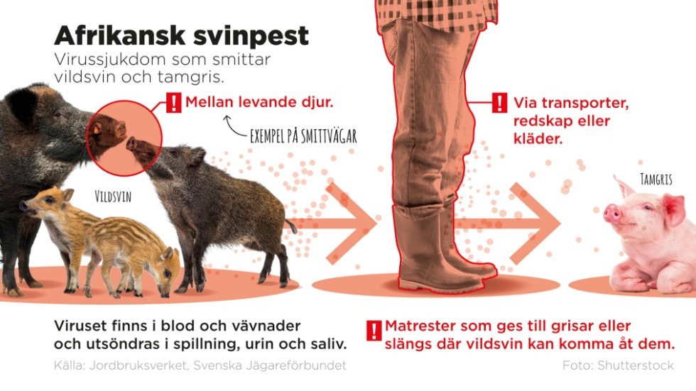 Viruset som orsakar svinpest kan leva länge organiskt material som spillning eller blod från svin.