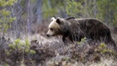 Ännu en björnattack – ung man svårt skadad