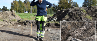 Mysterious discovery: ancient wood emerges from Skellefteå clay