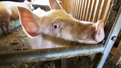 Insyn i djurindustrin – bra konsumentupplysning