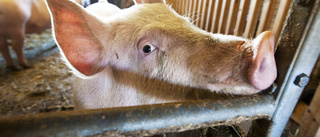 Insyn i djurindustrin – bra konsumentupplysning