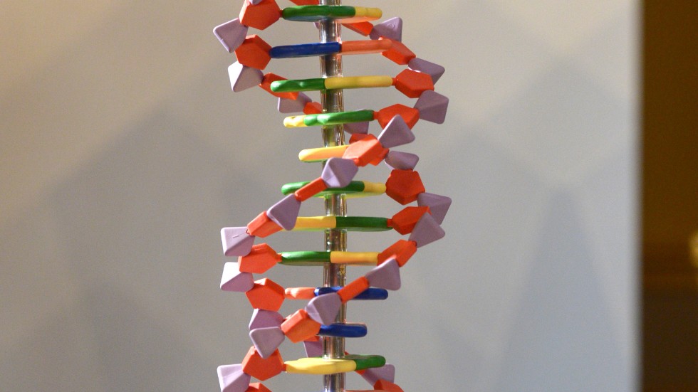En modell av en DNA molekyl. Nya metoder för avläsning av DNA kan belönas med årets Nobelpris i kemi. Arkivbild.