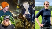 Tik Tok-profil rasar mot Norrmejerier – bönder svarar på kritiken