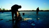 En vinter på Birkö då isen varken bär eller brister