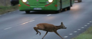 Rådjur i flera olyckor i helgen