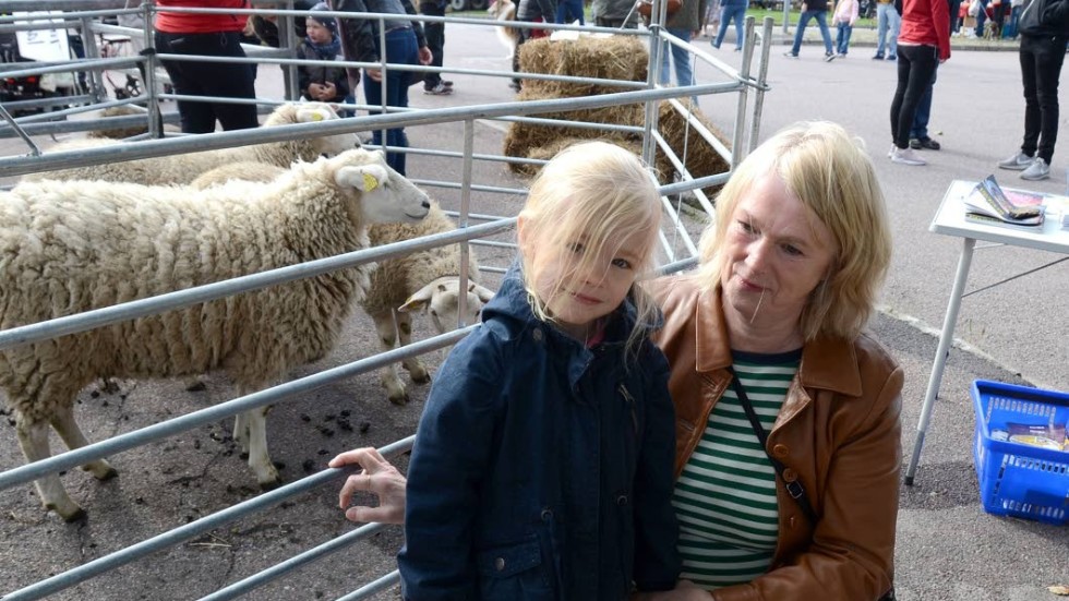 Svea Wiberg och Helen Svensson tog en paus på marknaden med att hälsa på fåren i hagen.