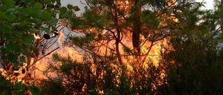 Brandmän kämpade mot skogsbrand