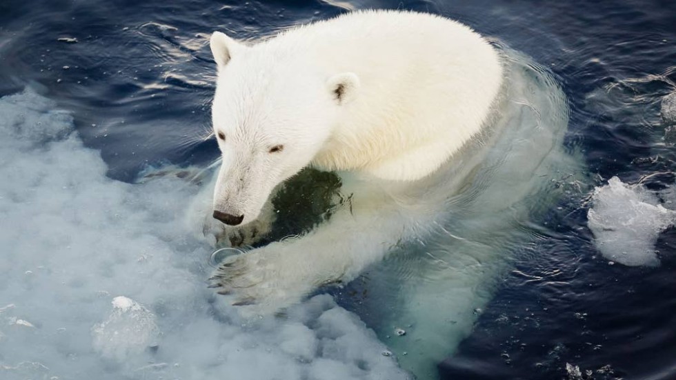 Isbjörnar älskar förmodligen is. Och det finns is så det räcker, enligt debattören. Men en lite varmare jord ska vi inte vara rädda för, skriver Tege Tornvall från Leksand.