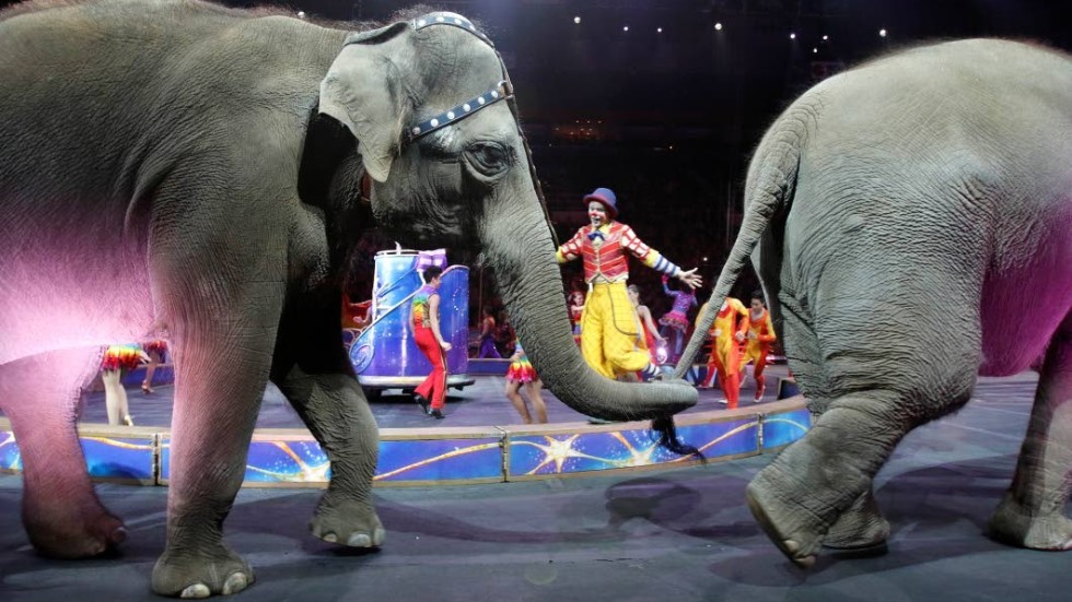Förbudet mot elefanter och sjölejon på cirkus hyllas av djurrättsrörelsen. Men i själva verket har svenska cirkusar under många år avstått från att turnera med dessa djur.