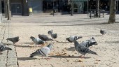 Boende vill se förbud mot fågelmatning i centrum: "Det här är ett otyg"