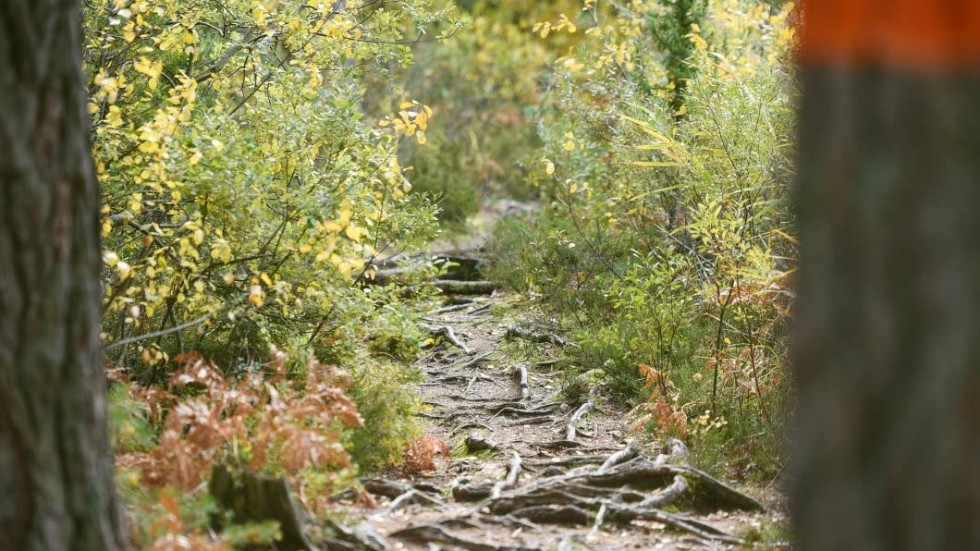 Sevede trail run går över rötter och stenar på Sevedeleden.