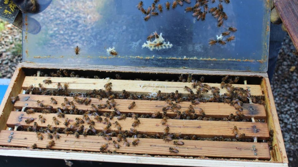 – Årets skörd av honung blir mindre jämfört med förra året, säger Staffan Hultgren.