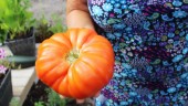 Koskit, sol och kärlek receptet för enorma tomaterna