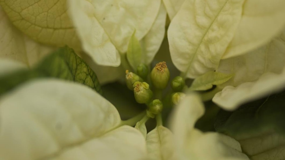 Det är de små knoppliknande bollarna mitt i julstjärnan som är själva blomman, inte de vita – eller många gånger röda – bladen.