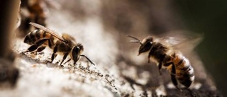 Mild vinter gynnsamt för bina