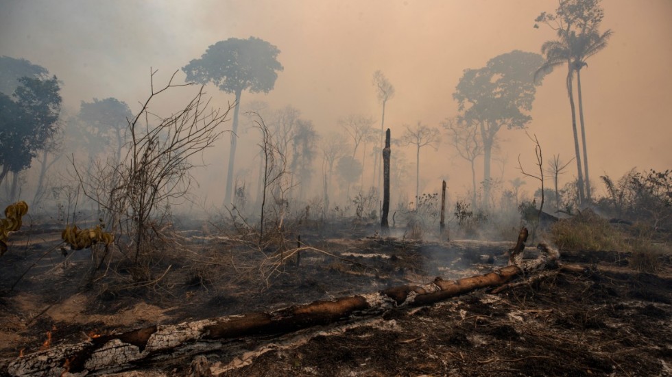 Avskogningen av Brasiliens regnskog är "inte bara en katastrof för Brasilien, utan för världen", säger SOS Mata Atlanticas talesperson Luís Guedes Pinto. Arkivbild.