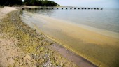 VARNINGEN: Stor ökning av alger runt Gotland