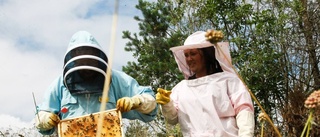 Vildbin och vissa honungsbin utrotas om inget görs