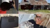Bisarr upptäckt – övergivna katten "Alex" hittad vid återvinningen: "Kan komma från Ukraina"