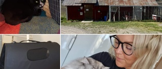 Bisarr upptäckt – övergivna katten "Alex" hittad vid återvinningen: "Kan komma från Ukraina"