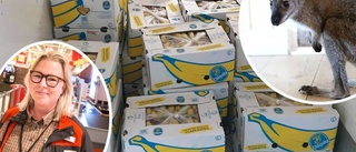 Flera ton bananer fraktades till gården