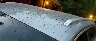 Svärmande flygmyror invaderar Kvicksund