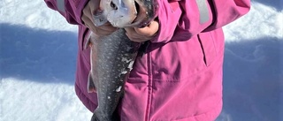 Rekordfiske i Kåbdalis • Ung vinnare med största fisken • "Det var spännande"