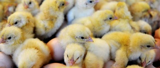 Kycklingfarm planeras i Norrbotten