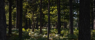 Tre viktiga tips till dig som är ny skogsägare!