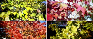 Här växer träden du inte visste fanns: ✓Får tulpanblommor och frukt ✓På gränsen att det kan överleva ✓"Unikt i stadsmiljö"