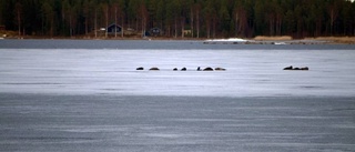 Gott om säl i Norrfjärden