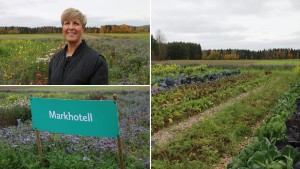 Markhotellets odlingar växer sig större: "En ny odlingsform för Norrbotten"