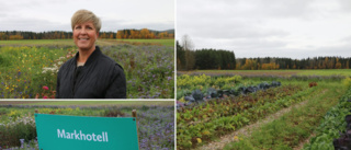 Markhotellets odlingar växer sig större: "En ny odlingsform för Norrbotten"