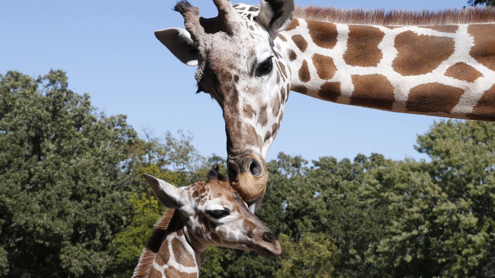 Djurens dag inträffar den 4 oktober. Ett tillfälle så gott som något att tänka lite extra på giraffer. Arkivfoto