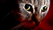 Katt kissar, bajsar och kräks inomhus – hemtjänsten slår larm