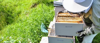 Allt fler vill odla bin för miljöns skull