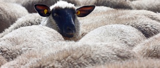 Inspektör fann färska fårskallar i mataffär