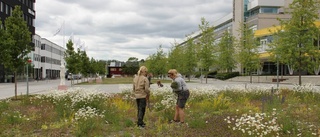 Uppsalaforskare: Dags att slopa gräsmattan