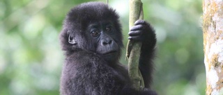 Minskad mångfald hotar gorillor