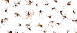 Ny myggplåga upptäckt i Sverige