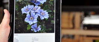 App berättar allt om klematis