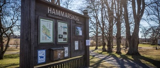 Det finns flera sätt att rädda snickeriet i Hammarskog