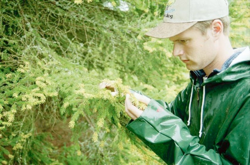 På mossen vid vägen till Knabbarp växer det mängder med Skvattram, konstaterar Erik Björn vid Skogsvårdsstyrelsen.
