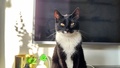 Katten Viggo försvunnen: "Helt uppgivna under båtresan hem"