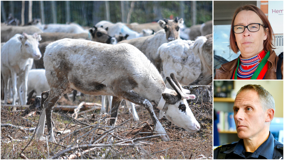 Jenny Wik Karlsson, head of operations at the Swedish Sami National Association, argues that increased police surveillance contributes to the polarization of communities and creates a sense of insecurity among reindeer herders. Lars Westermark, the local police area manager, disagrees, asserting that reindeer herders are not subjected to more scrutiny than any other group.