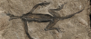 Bluffen avslöjad – känt fossil tros vara fejk