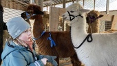 Storflytt: Här får alpackorna sitt nya hem