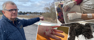 Attackerades på promenaden – av kamphundar: "Anföll oss"