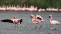 Flygplan i krock med flamingoflock – kadaver föll från himlen 