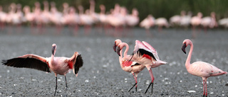 Krock med flamingoflock: Kadaver föll från himlen